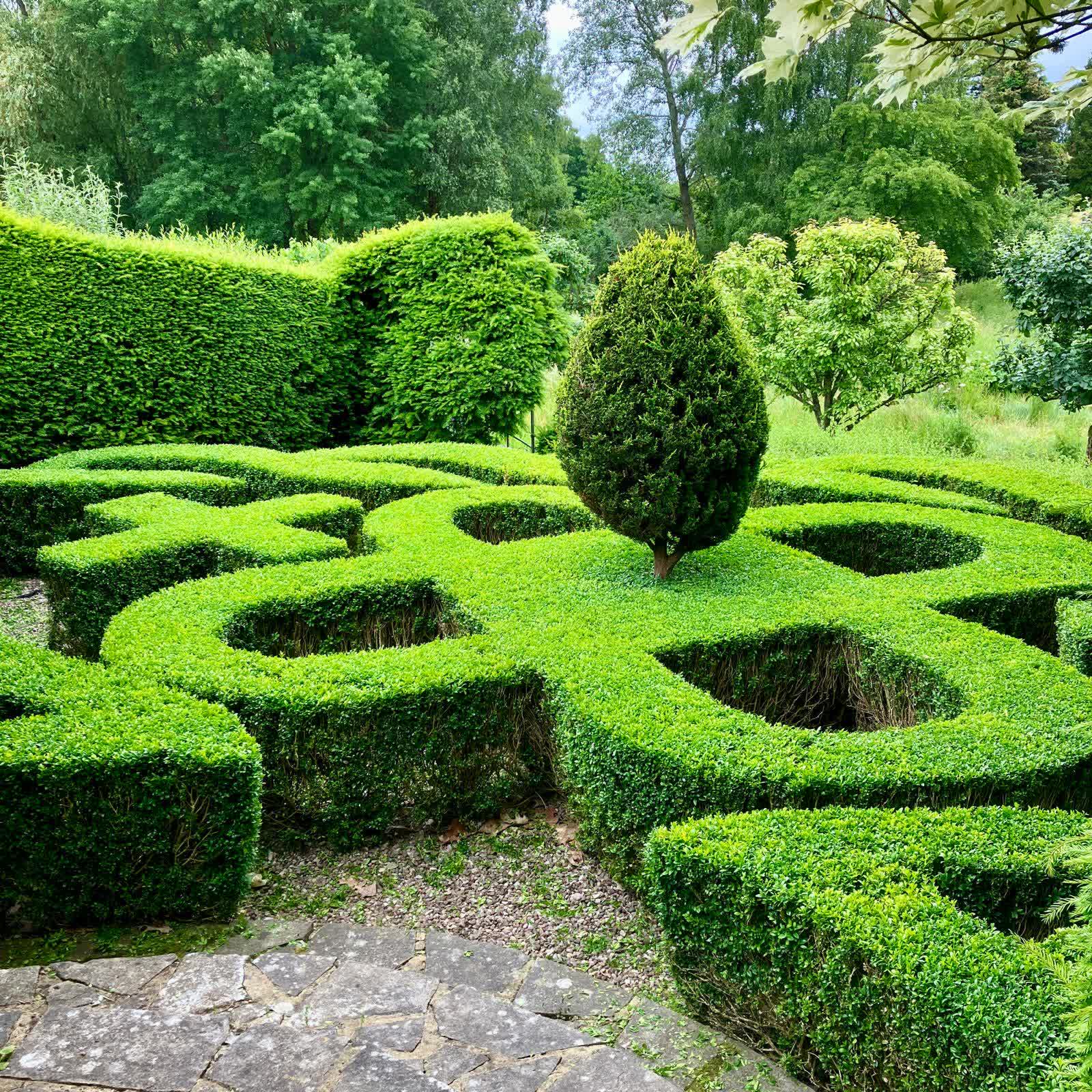 Curved box hedging clipped into a sculptural parterre creating movement through the garden